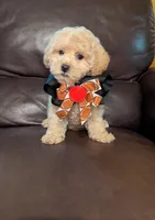 Luke, a male Poodle - Toy  for sale in Barnett, MO – Photo 3 of 5