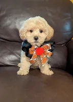 Luke, a male Poodle - Toy  for sale in Barnett, MO – Photo 1 of 5