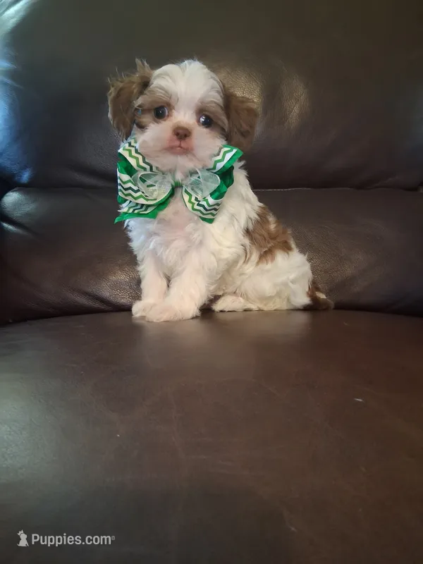 Charlie – Shihpoo puppy for sale in Barnett, MO