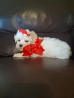 Snowman, a male Maltese for sale in Barnett, MO – 7 of 7