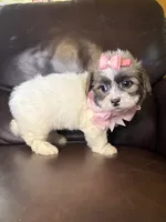 Daisy, a female Bichon Frise and Shih Tzu for sale in Barnett, MO – 5 of 5