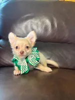 Ralphie, a male Chihuahua for sale in Barnett, MO – 3 of 5