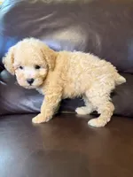 Ruger, a male Poodle - Toy  for sale in Barnett, MO – 3 of 4