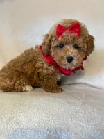 Queenie, a female Poodle - Toy  for sale in Barnett, MO – 2 of 4