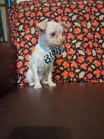 Cinnamon , a male Chihuahua for sale in Barnett, MO – 6 of 6