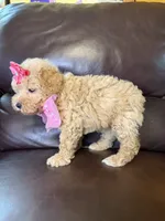 Jewel , a female Poodle - Toy  for sale in Barnett, MO – 3 of 4