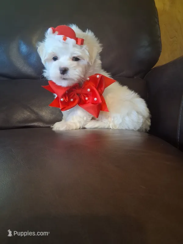 Snowman – Maltese puppy for sale in Barnett, MO