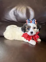 Stella, a female Bichon Frise and Shih Tzu for sale in Barnett, MO – 4 of 5