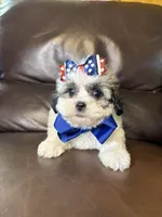 Luna, a female Bichon Frise and Shih Tzu for sale in Barnett, MO – 4 of 5