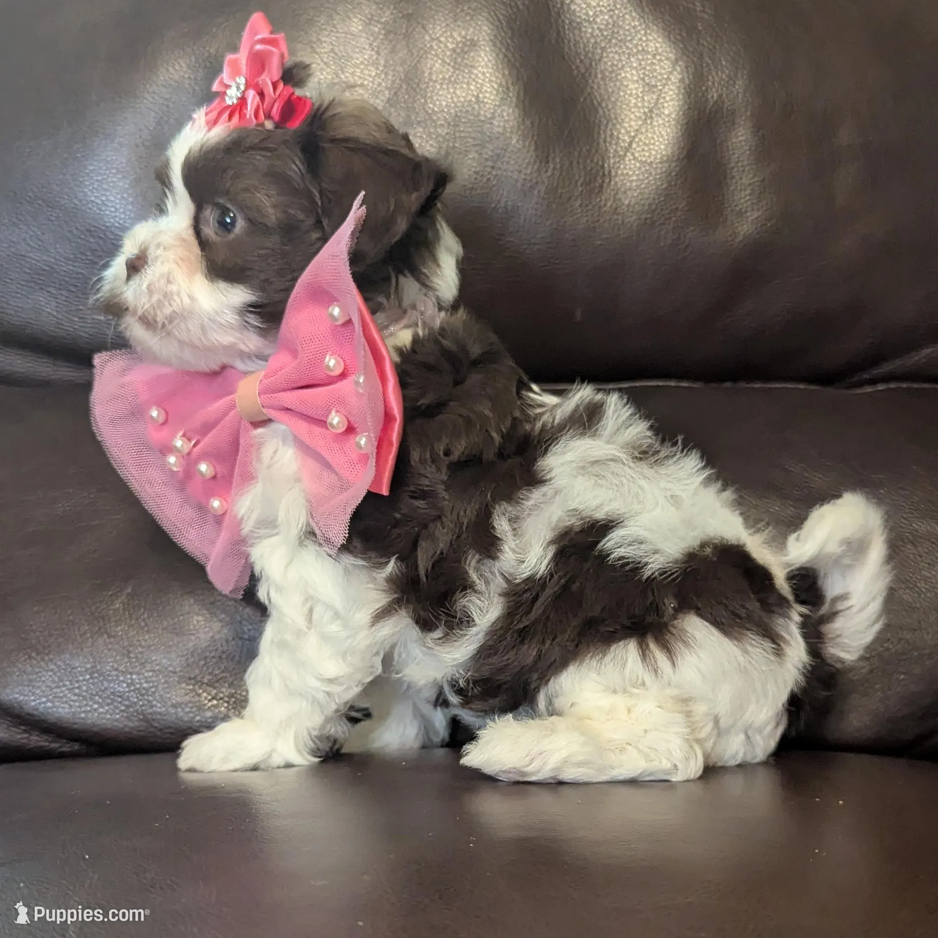 Rose, a female Shihpoo for sale in Barnett, MO – Photo 3 of 5