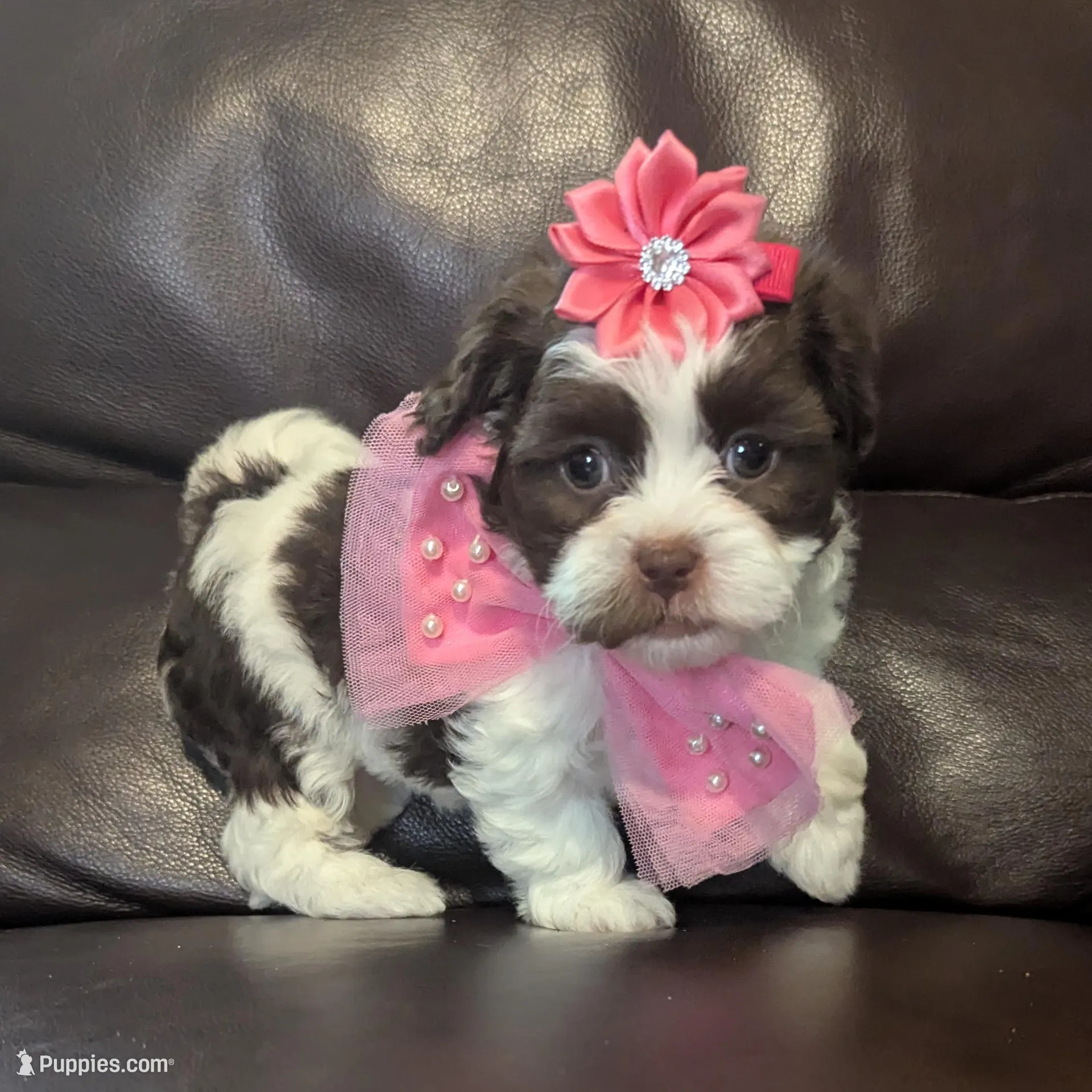 Rose, a female Shihpoo for sale in Barnett, MO – Photo 5 of 5