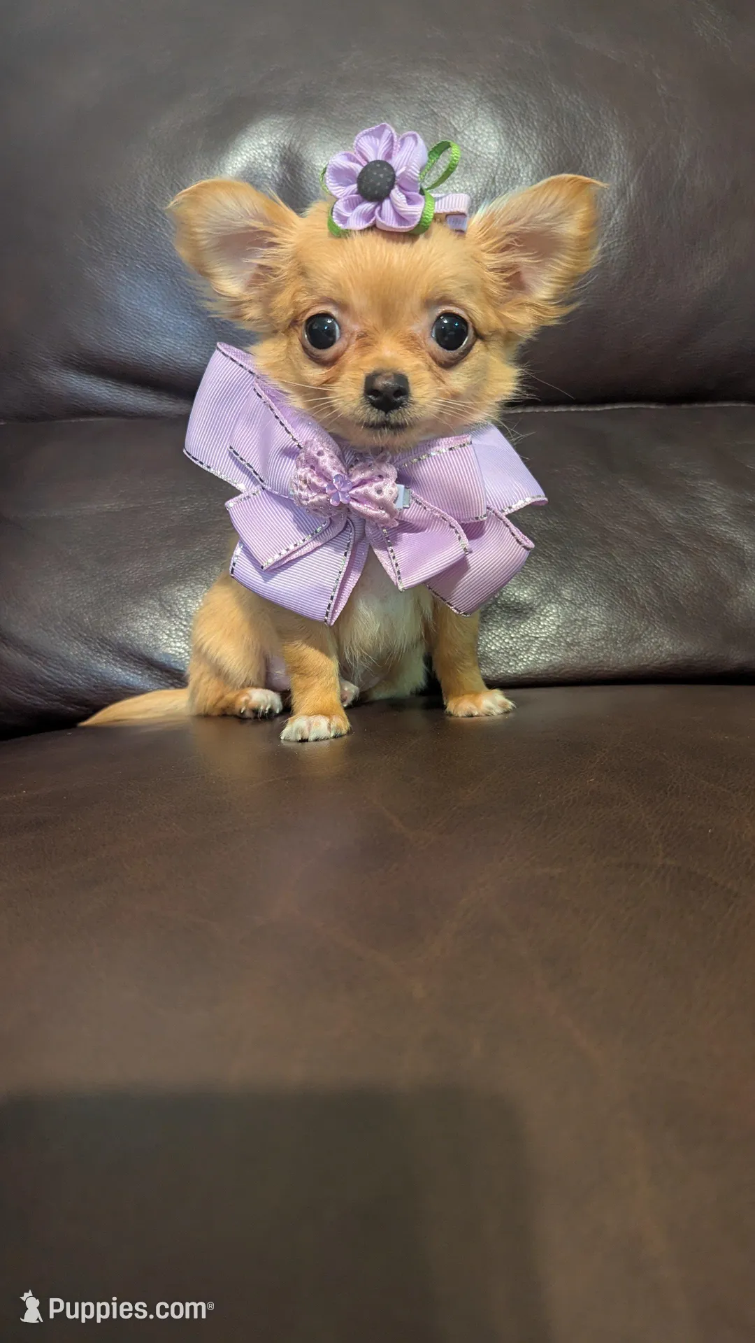 Baby doll – Chihuahua puppy for sale in Barnett, MO