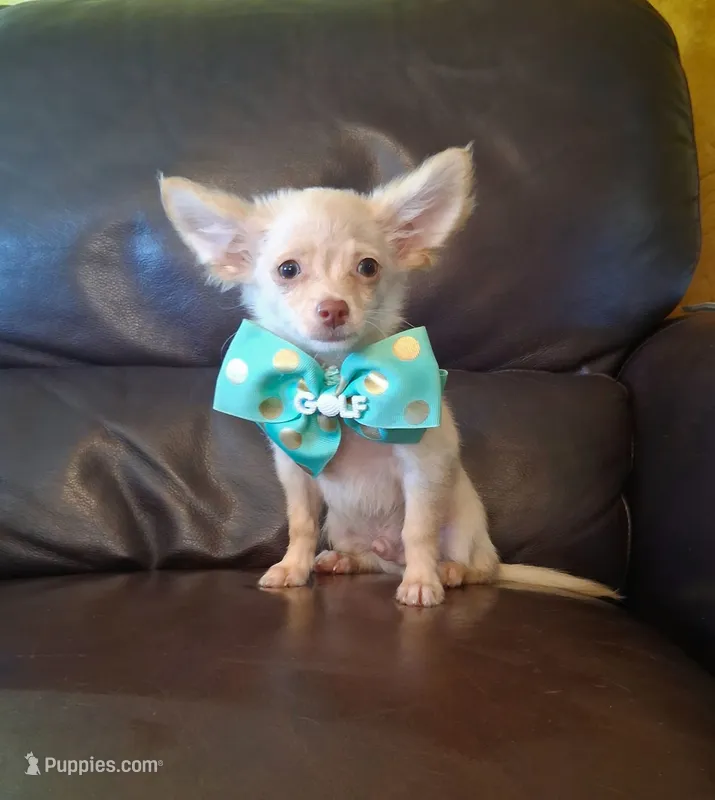 Ralphie – Chihuahua puppy for sale in Barnett, MO