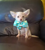 Ralphie, a male Chihuahua for sale in Barnett, MO – 1 of 6