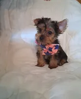 Remington, a male Yorkshire Terrier for sale in Barnett, MO – 3 of 6