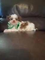 Charlie, a male Shihpoo for sale in Barnett, MO – 4 of 6