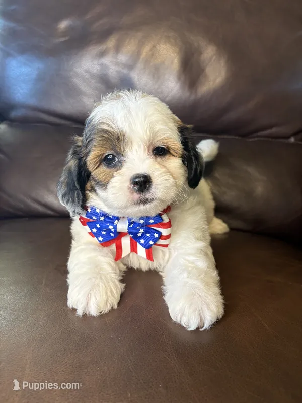 Ruger – Bichon Frise, Shih Tzu puppy for sale in Barnett, MO