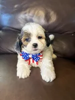 Ruger, a male Bichon Frise and Shih Tzu for sale in Barnett, MO – 3 of 5