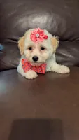 Twinkle , a female Bichpoo for sale in Barnett, MO – Photo 3 of 5