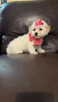 Twinkle , a female Bichpoo for sale in Barnett, MO – Photo 5 of 5