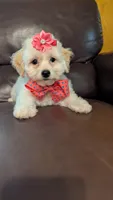 Twinkle , a female Bichpoo for sale in Barnett, MO – Photo 2 of 5