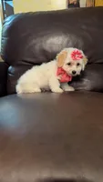 Twinkle , a female Bichpoo for sale in Barnett, MO – Photo 4 of 5