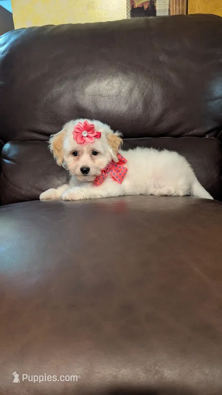 Twinkle  – Bichpoo puppy for sale in Barnett, MO