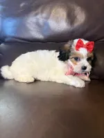 Ruby, a female Bichon Frise and Shih Tzu for sale in Barnett, MO – 5 of 5