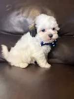 Maverick , a male Bichon Frise and Shih Tzu for sale in Barnett, MO – 2 of 5