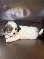 Ruger, a male Bichon Frise and Shih Tzu for sale in Barnett, MO – 4 of 5