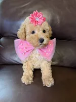 Jewel , a female Poodle - Toy  for sale in Barnett, MO – 2 of 4