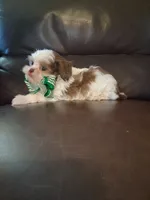 Charlie, a male Shihpoo for sale in Barnett, MO – 6 of 6