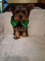Johnny , a male Yorkshire Terrier for sale in Barnett, MO – 2 of 7