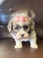 Daisy, a female Bichon Frise and Shih Tzu for sale in Barnett, MO – 3 of 5