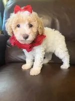Daisy, a female Poodle - Toy  for sale in Barnett, MO – 4 of 4