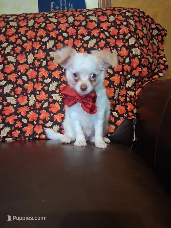 Pumpkin  – Chihuahua puppy for sale in Barnett, MO