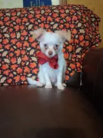 Pumpkin , a male Chihuahua for sale in Barnett, MO – 1 of 7