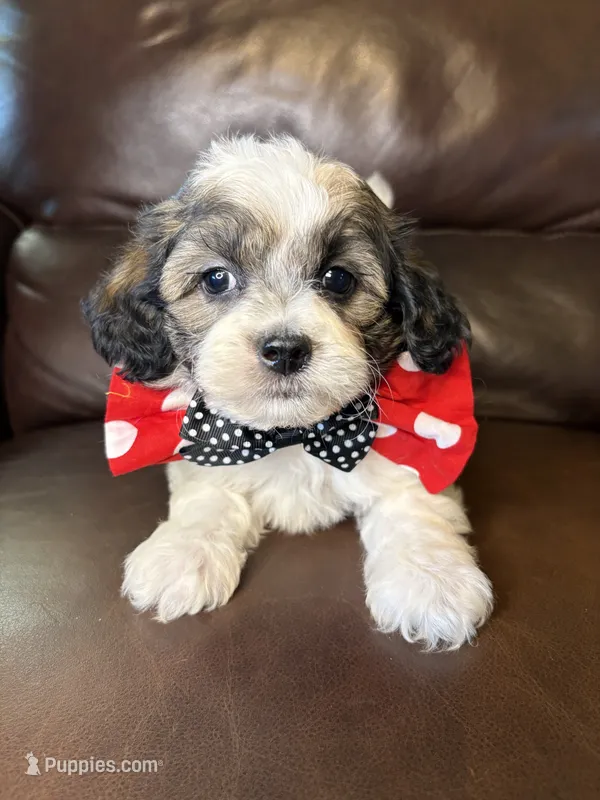 Remington – Bichon Frise, Shih Tzu puppy for sale in Barnett, MO