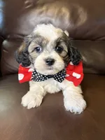Remington, a male Bichon Frise and Shih Tzu for sale in Barnett, MO – 1 of 5