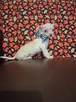 Cinnamon , a male Chihuahua for sale in Barnett, MO – 3 of 6