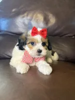 Ruby, a female Bichon Frise and Shih Tzu for sale in Barnett, MO – 4 of 5