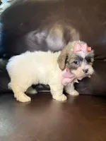 Daisy, a female Bichon Frise and Shih Tzu for sale in Barnett, MO – 2 of 5