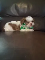 Charlie, a male Shihpoo for sale in Barnett, MO – 5 of 6