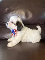 Ruger, a male Bichon Frise and Shih Tzu for sale in Barnett, MO – 2 of 5