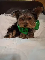 Johnny , a male Yorkshire Terrier for sale in Barnett, MO – 3 of 7