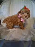 Remington, a male Poodle - Toy  for sale in Barnett, MO – 3 of 5