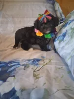 Mocha, a female Shihpoo for sale in Barnett, MO – 3 of 6
