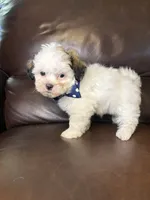 Maverick , a male Bichon Frise and Shih Tzu for sale in Barnett, MO – 4 of 5