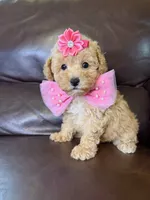 Jewel , a female Poodle - Toy  for sale in Barnett, MO – 1 of 4