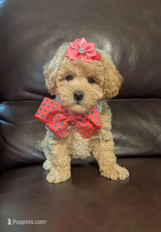 Stacie – Poodle - Toy  puppy for sale in Barnett, MO
